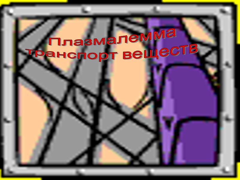 Плазмалемма транспорт веществ